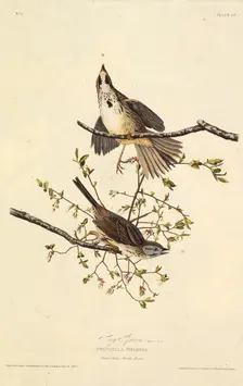 The song sparrow. From "The Birds of America", 1827-1838. Creator: Audubon, John James (1785-1851)