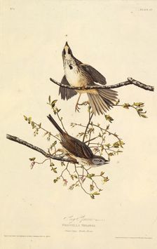 The song sparrow. From "The Birds of America", 1827-1838. Creator: Audubon, John James (1785-1851)
