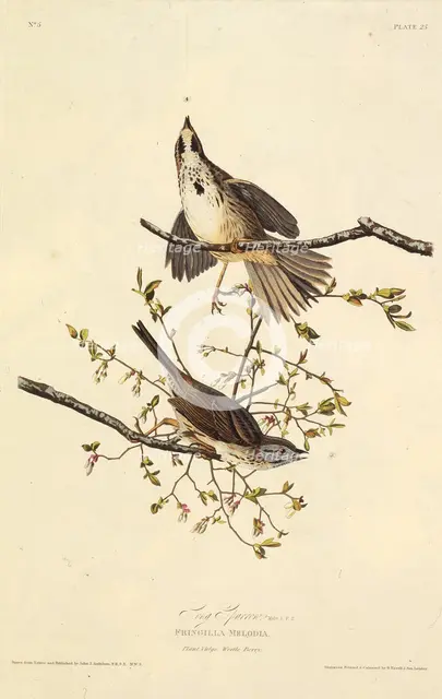 The song sparrow. From "The Birds of America", 1827-1838. Creator: Audubon, John James (1785-1851).