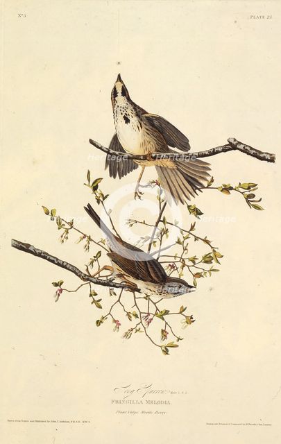 The song sparrow. From "The Birds of America", 1827-1838. Creator: Audubon, John James (1785-1851).
