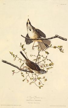 The song sparrow. From "The Birds of America", 1827-1838. Creator: Audubon, John James (1785-1851)