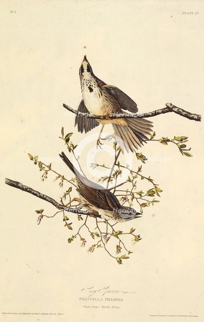 The song sparrow. From "The Birds of America", 1827-1838. Creator: Audubon, John James (1785-1851).