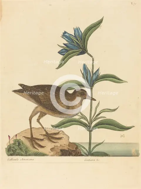 The Soree (Rallus Virginianus), published 1731-1743. Creator: Mark Catesby.
