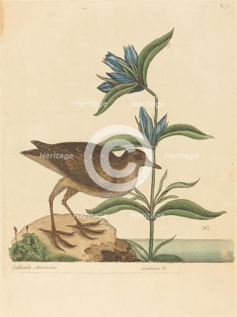 The Soree (Rallus Virginianus), published 1731-1743. Creator: Mark Catesby.