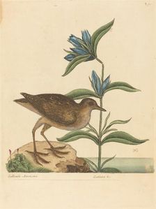 The Soree (Rallus Virginianus), published 1731-1743. Creator: Mark Catesby