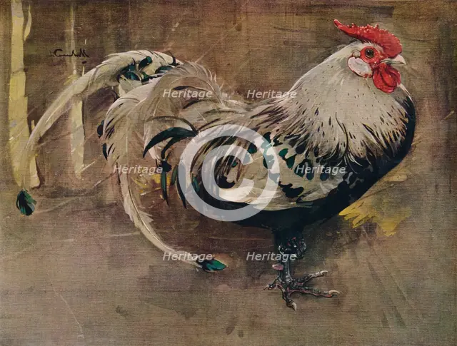 'The Spangled Cock', 1903 (1935). Artist: Joseph Crawhall.