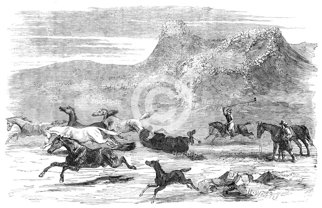The Spanish-American Guachos [sic] catching wild horses, in the Falkland Islands, 1856.  Creator: Harrison Weir.