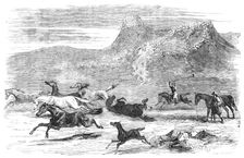 The Spanish-American Guachos [sic] catching wild horses, in the Falkland Islands, 1856. Creator: Harrison Weir