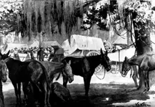 The Spanish-American War:...United States Mobilisation at Tampa: picket line and wagon train, 1898. Creator: Unknown