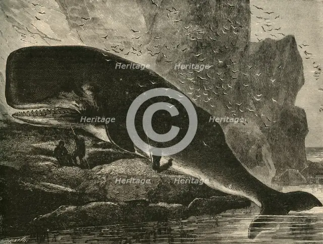 'The Sperm-Whale', 1882. Creator: Unknown.
