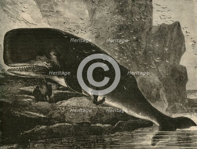 'The Sperm-Whale', 1882. Creator: Unknown.