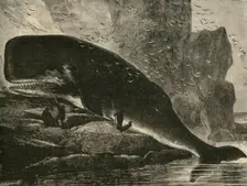 The Sperm-Whale 1882. Creator: Unknown