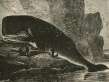 The Sperm-Whale 1882. Creator: Unknown