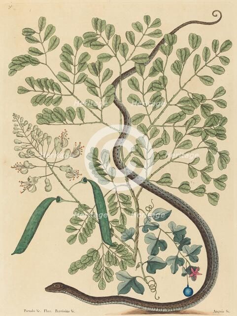 The Spotted Ribbon Snake (Coluber nebulosus?), published 1731-1743. Creator: Mark Catesby.