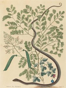 The Spotted Ribbon Snake (Coluber nebulosus?), published 1731-1743. Creator: Mark Catesby