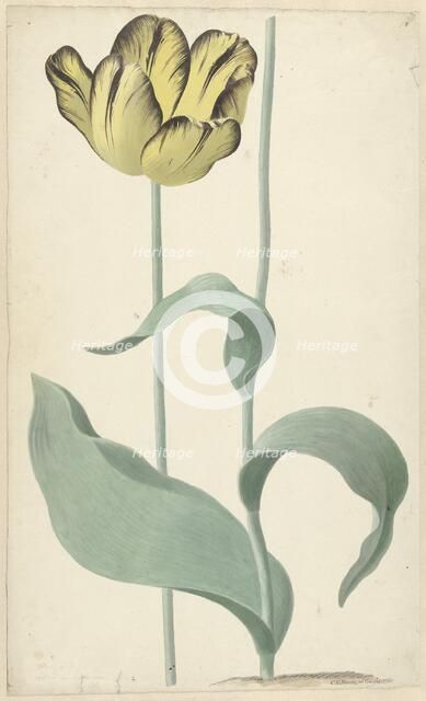 The tulip Bizard Louis d'Effroy, 1765. Creator: Cornelis van Noorde.