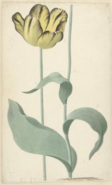 The tulip Bizard Louis d'Effroy, 1765. Creator: Cornelis van Noorde
