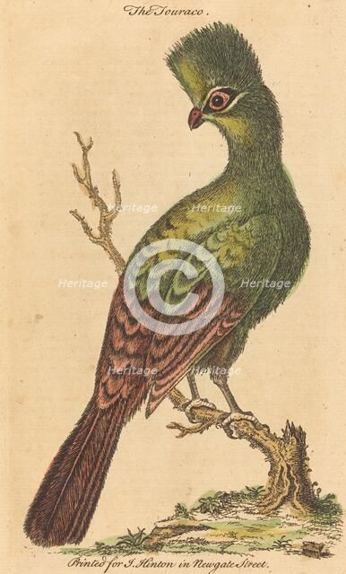 The Turaco Bird. Creator: Unknown.