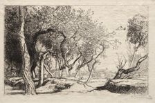 The Twisted Tree, 1915. Creator: Auguste Louis Lepère (French, 1849-1918)