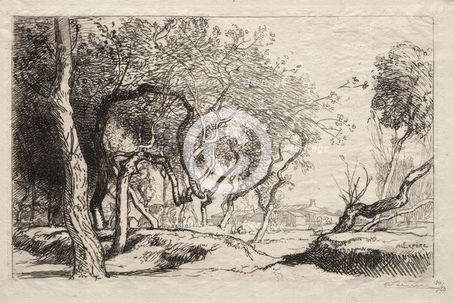 The Twisted Tree, 1915. Creator: Auguste Louis Lepère (French, 1849-1918).