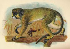 The Talapoin 1897. Artist: Henry Ogg Forbes