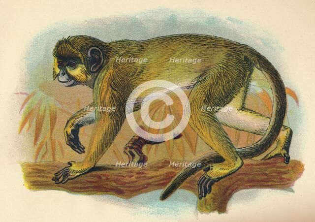 'The Talapoin', 1897. Artist: Henry Ogg Forbes.