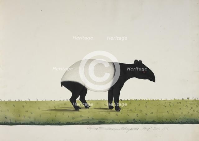 The tapir sent from Bengkulu to Calcutta in 1816, 1818-20. Creator: Anon.