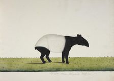The tapir sent from Bengkulu to Calcutta in 1816, 1818-20. Creator: Anon
