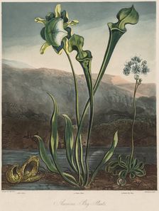 The Temple of the Flora: American Bog Plants. Creator: Thomas Sutherland (British, 1785-aft 1825); Robert John Thornton (British, 1768-1837)