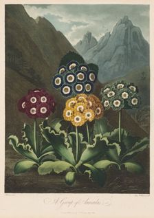 The Temple of Flora, or Garden of Nature: A Group of Auriculas, 1803. Creator: Robert John Thornton (British, 1768-1837)