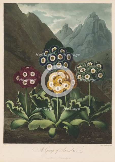 The Temple of Flora, or Garden of Nature: A Group of Auriculas, 1803. Creator: Robert John Thornton (British, 1768-1837).