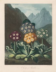The Temple of Flora, or Garden of Nature: A Group of Auriculas, 1803. Creator: Robert John Thornton (British, 1768-1837)