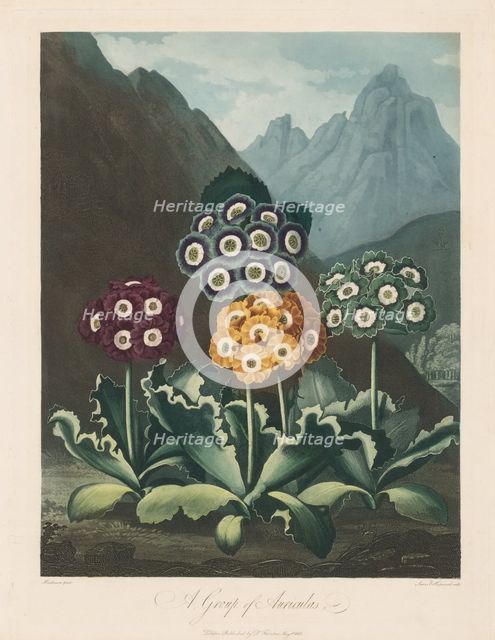 The Temple of Flora, or Garden of Nature: A Group of Auriculas, 1803. Creator: Robert John Thornton (British, 1768-1837).
