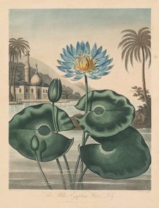 The Temple of Flora, or Garden of Nature: Blue Egyptian Waterlily, 1804. Creator: Robert John Thornton (British, 1768-1837)