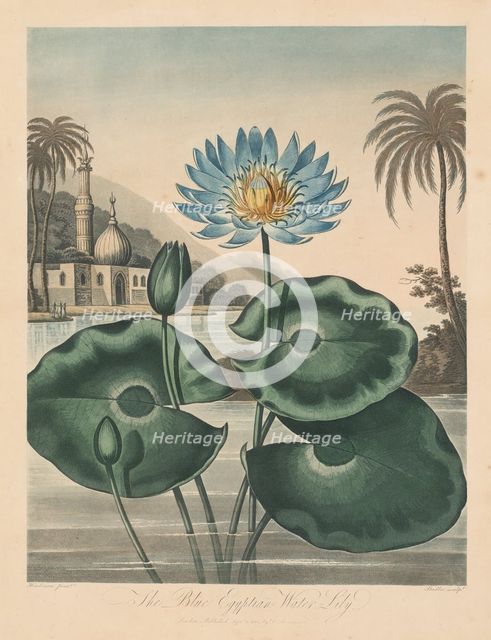 The Temple of Flora, or Garden of Nature: Blue Egyptian Waterlily, 1804. Creator: Robert John Thornton (British, 1768-1837).