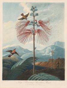 The Temple of Flora, or Garden of Nature: Large Flowering Sensitive Plant, 1799-1807. Creator: Robert John Thornton (British, 1768-1837)
