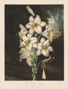 The Temple of Flora, or Garden of Nature: The White Lily with Variegated Leaves, 1800. Creator: Robert John Thornton (British, 1768-1837)