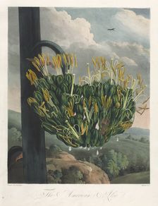 The Temple of Flora, or Garden of Nature: The American Aloe, 1807. Creator: Robert John Thornton (British, 1768-1837)