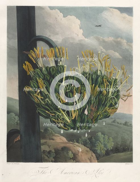 The Temple of Flora, or Garden of Nature: The American Aloe, 1807. Creator: Robert John Thornton (British, 1768-1837).