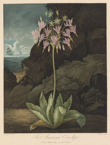 The Temple of Flora, or Garden of Nature: The American Cowslip, 1801. Creator: Robert John Thornton (British, 1768-1837)