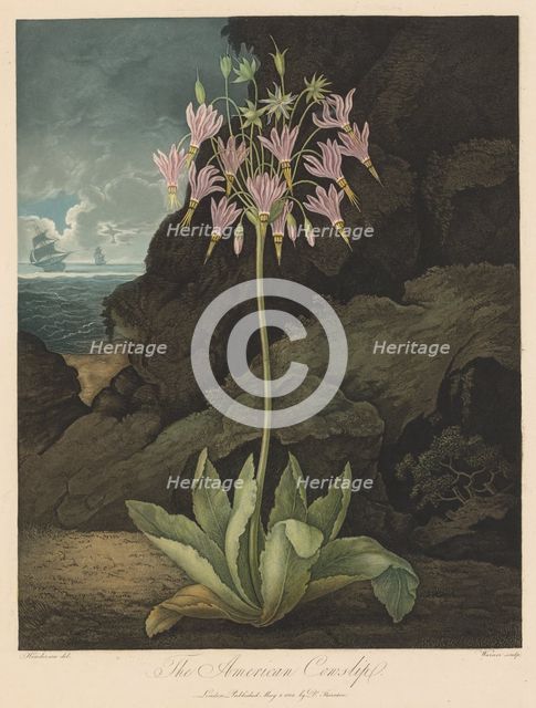 The Temple of Flora, or Garden of Nature: The American Cowslip, 1801. Creator: Robert John Thornton (British, 1768-1837).