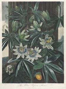 The Temple of Flora, or Garden of Nature: The Blue Passion Flower, 1800. Creator: Robert John Thornton (British, 1768-1837)