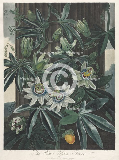 The Temple of Flora, or Garden of Nature: The Blue Passion Flower, 1800. Creator: Robert John Thornton (British, 1768-1837).
