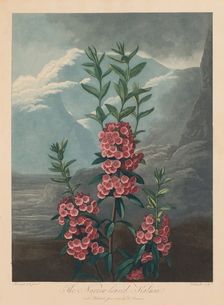 The Temple of Flora, or Garden of Nature: The Narrow-leaved Kalmia, Mountain Laurel, 1804. Creator: Robert John Thornton (British, 1768-1837)
