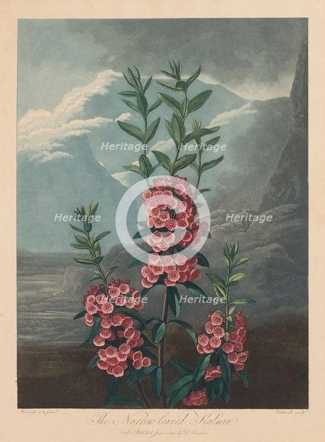 The Temple of Flora, or Garden of Nature: The Narrow-leaved Kalmia, Mountain Laurel, 1804. Creator: Robert John Thornton (British, 1768-1837).