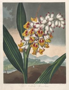 The Temple of Flora, or Garden of Nature: The Nodding Renealmia, 1801. Creator: Robert John Thornton (British, 1768-1837)