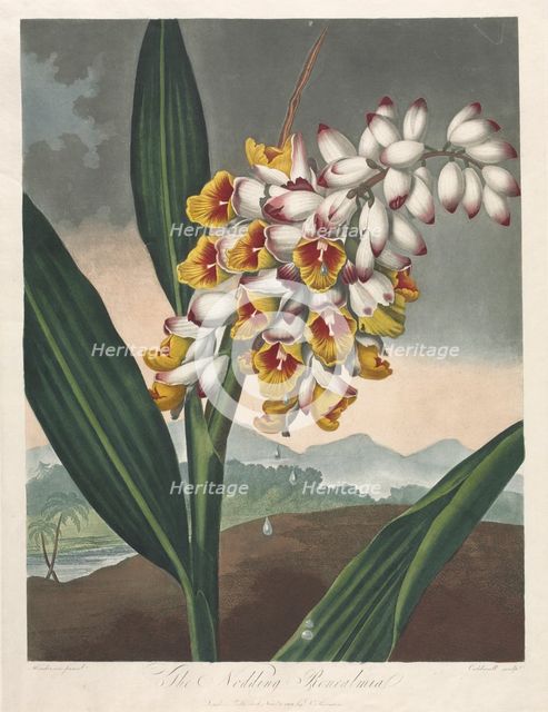 The Temple of Flora, or Garden of Nature: The Nodding Renealmia, 1801. Creator: Robert John Thornton (British, 1768-1837).