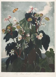 The Temple of Flora, or Garden of Nature: The Obique-leaved Begonia, 1800. Creator: James Caldwall (British, 1739-aft 1789); Robert John Thornton (British, 1768-1837)
