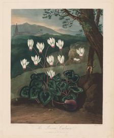 The Temple of Flora, or Garden of Nature: The Persian Cyclamen, 1799-1807. Creator: Robert John Thornton (British, 1768-1837)