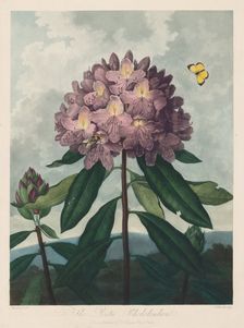 The Temple of Flora, or Garden of Nature: The Pontic Rhododendron, 1799-1807. Creator: Robert John Thornton (British, 1768-1837)